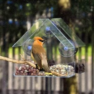 Hummingbird Pigeon Finch Window Wild Bird Feeder