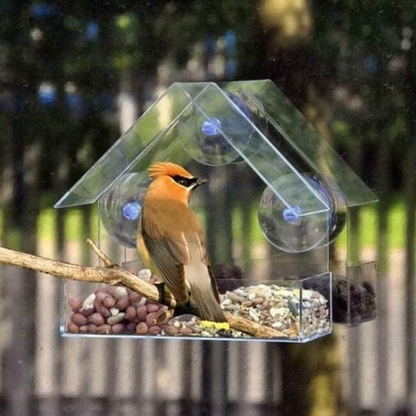 Hummingbird Pigeon Finch Window Wild Bird Feeder