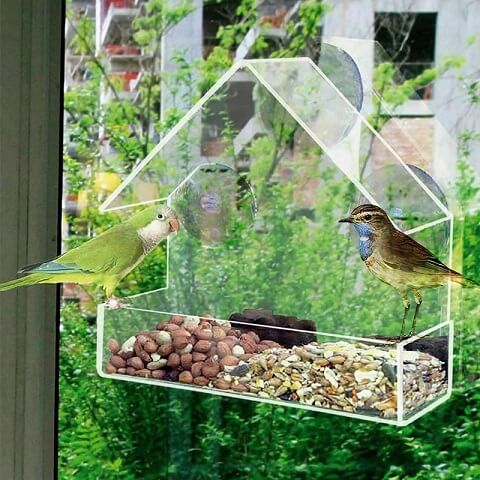 Hummingbird Pigeon Finch Window Wild Bird Feeder