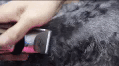 Dog Hair Cutter - Pet Clippers Trimmer Shaver