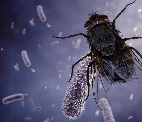 Electric Fly Trap - Fruit Fly And House Fly Catcher