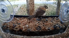 Hummingbird Pigeon Finch Window Wild Bird Feeder