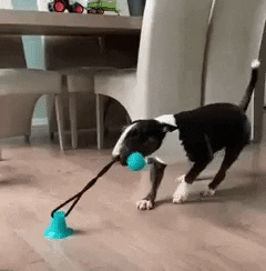 Interactive Tug Of War Dog Toy