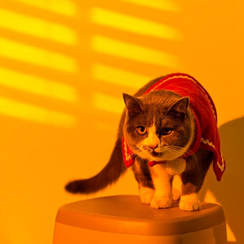 The Mellow Sunset Light Projection Lamp